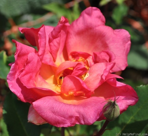 'Madame Eugène Résal' rose photo