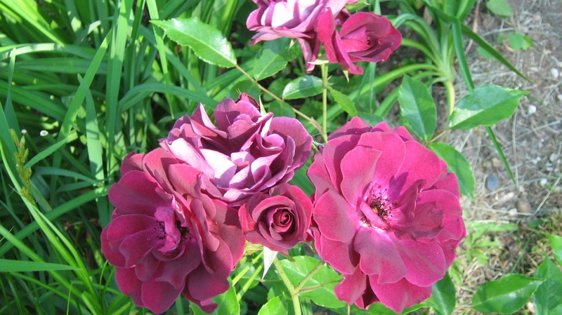 'Burgundy Iceberg' rose photo