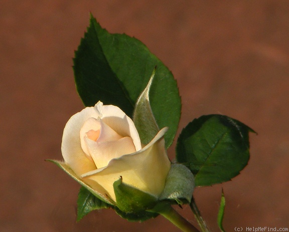 'Yantai' rose photo