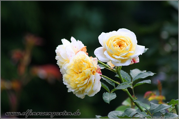 'The Pilgrim ®' rose photo