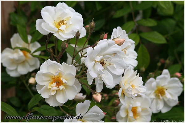 'Lykkefund (Rambler, Olsen, 1930)' rose photo