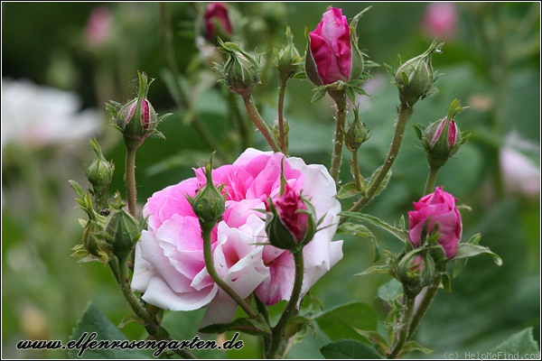 'Ispahan (damask, Unknown, before 1827)' rose photo