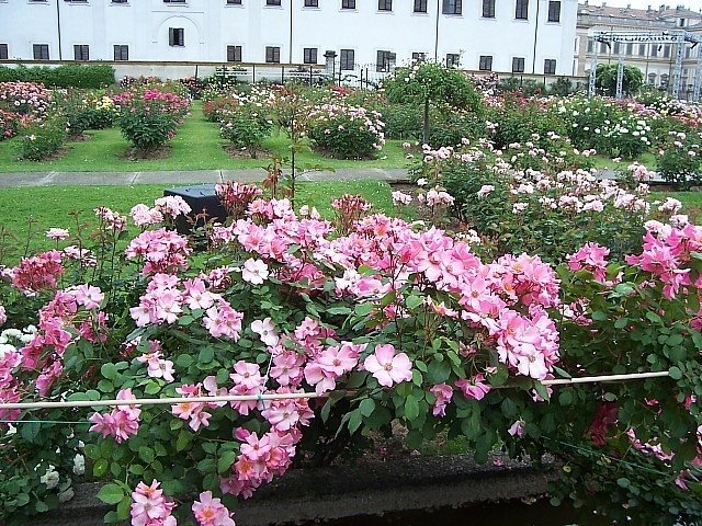 'Roseto Niso Fumagalli'  photo