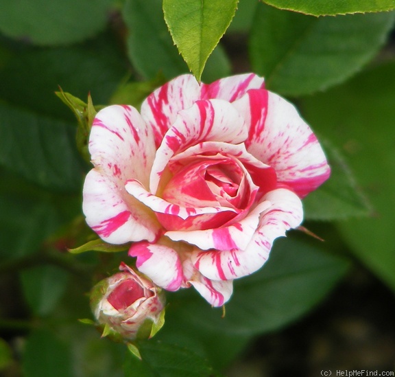 'Stars 'n' Stripes' rose photo
