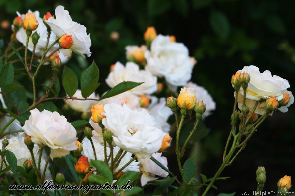 'Ghislaine de Féligonde' rose photo
