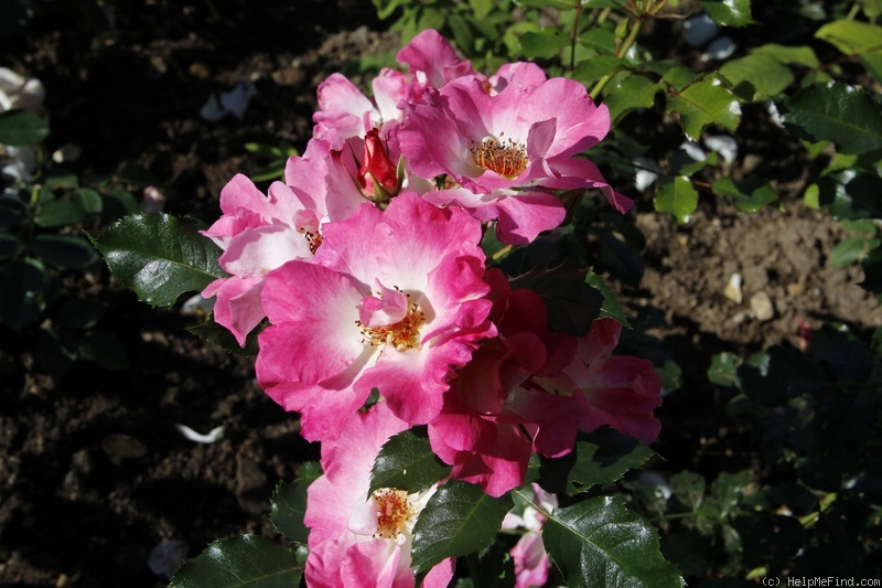 'Dolomiti (floribunda, Kordes 1999)' rose photo
