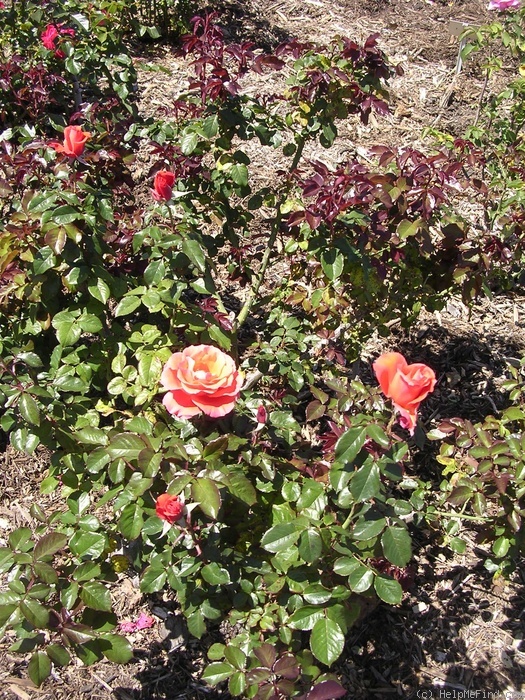 'Mardi Gras ™ (floribunda, Zary 2007)' rose photo