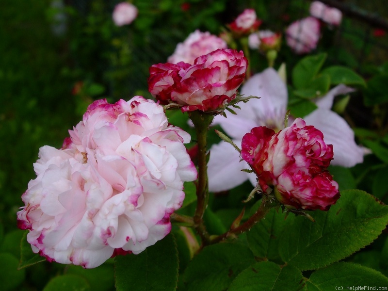 'Léda (damask, Unknown before 1818)' rose photo
