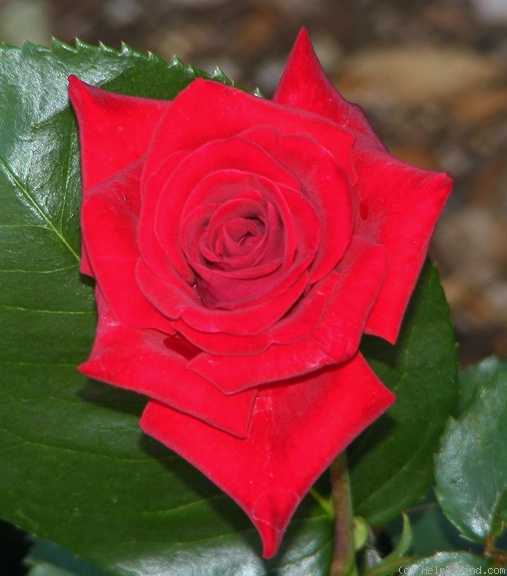 'Robin Alonso ™' rose photo