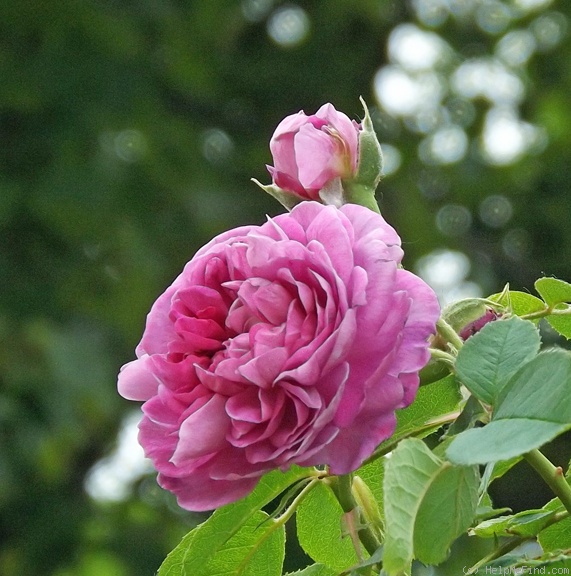 'Reine des Violettes (hybrid perpetual, Mille-Mallet 1860)' rose photo