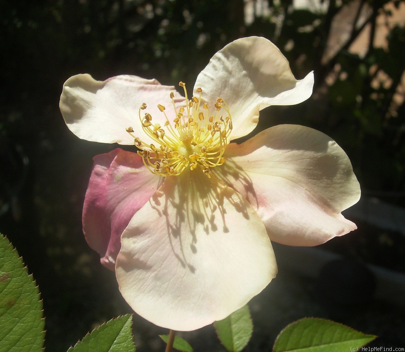 'Mutabilis (china, Unknown, before 1894)' rose photo