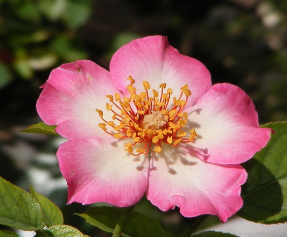 'Mrs. Robinson' rose photo