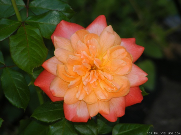 'English Sonnet ™' rose photo