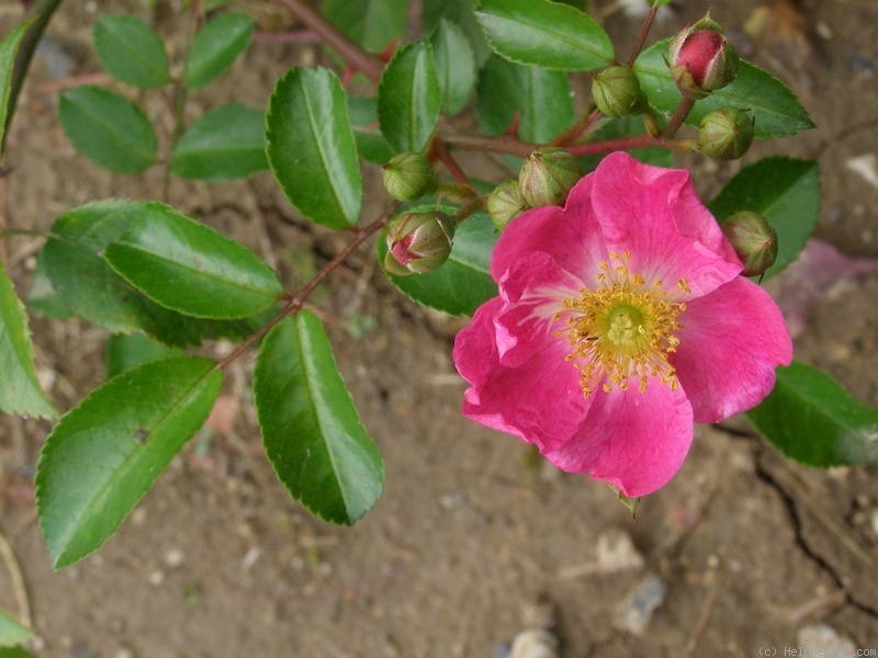 'Černica' rose photo