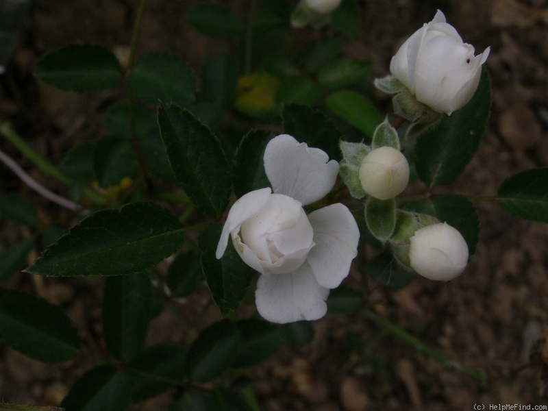 'Čipka' rose photo