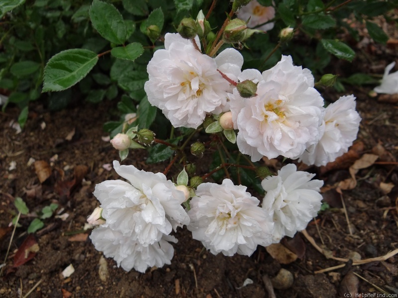 'Rúži 2' rose photo