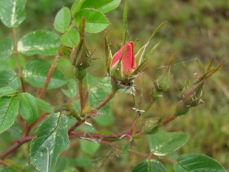 'Gallof' rose photo