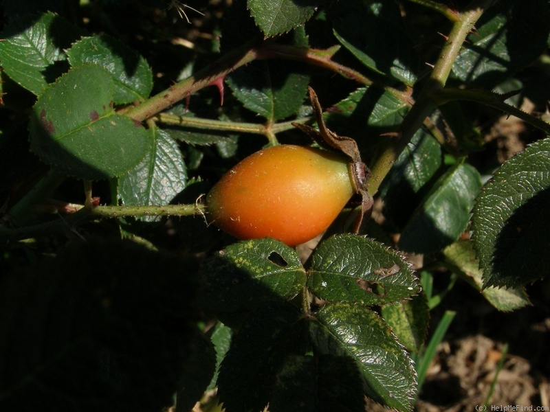 'Gallof' rose photo