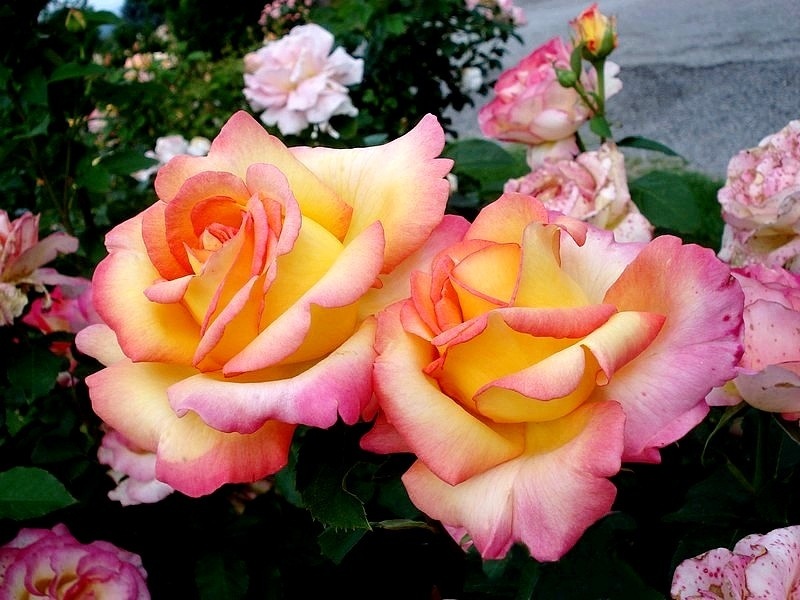 'Jean Piat ®' rose photo