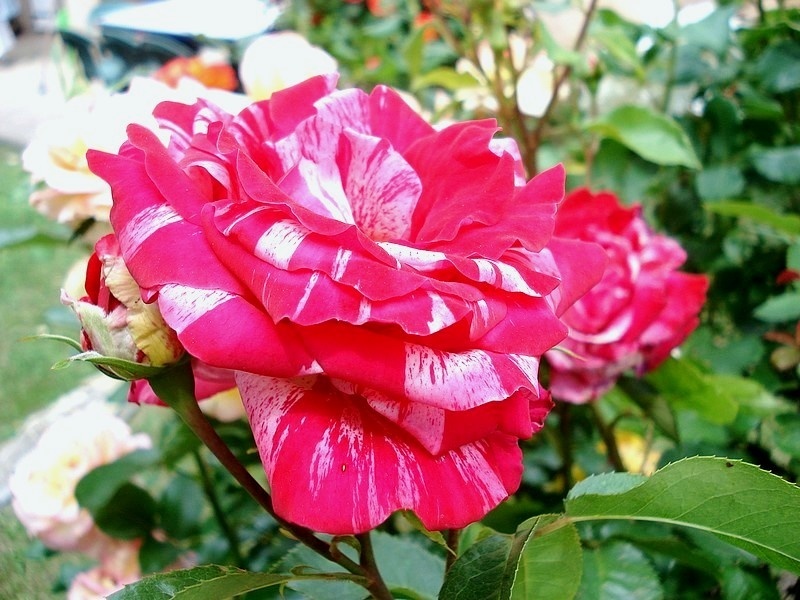 'Anniversaire' rose photo