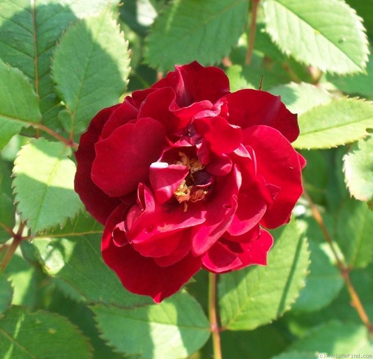 'RSM W4' rose photo