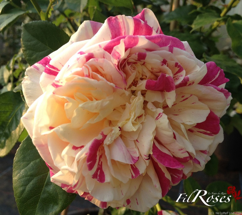 'Rosita Missoni ®' rose photo