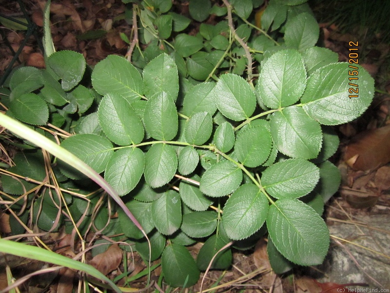 'Wild Edric' rose photo