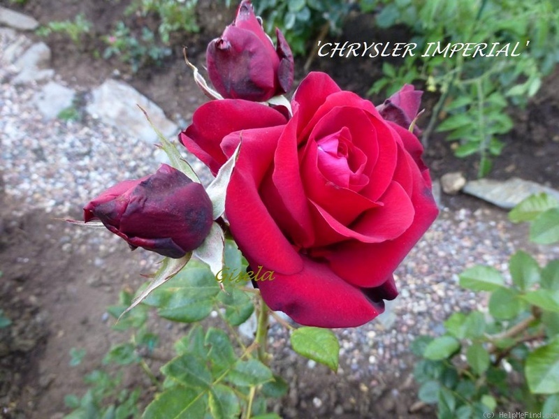 'Chrysler Imperial (Hybrid Tea, Lammerts, 1952)' rose photo