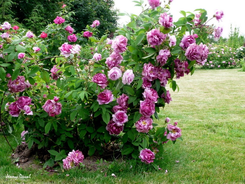 'Jenny Duval' rose photo