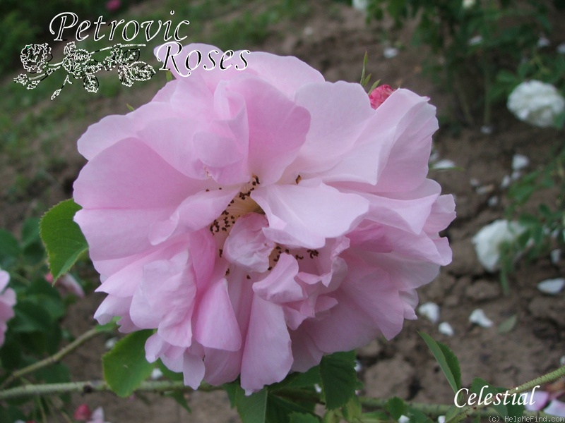 'Celestial (alba, before 1717)' rose photo