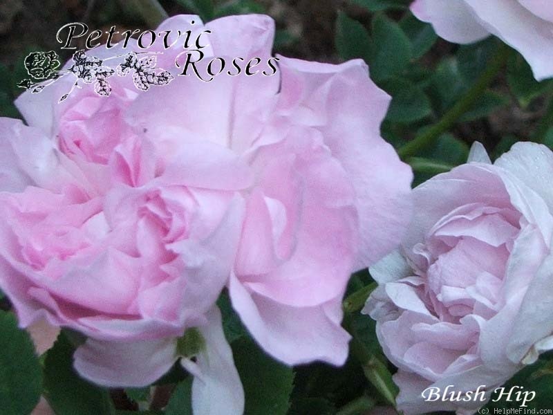 'Blush Hip' rose photo