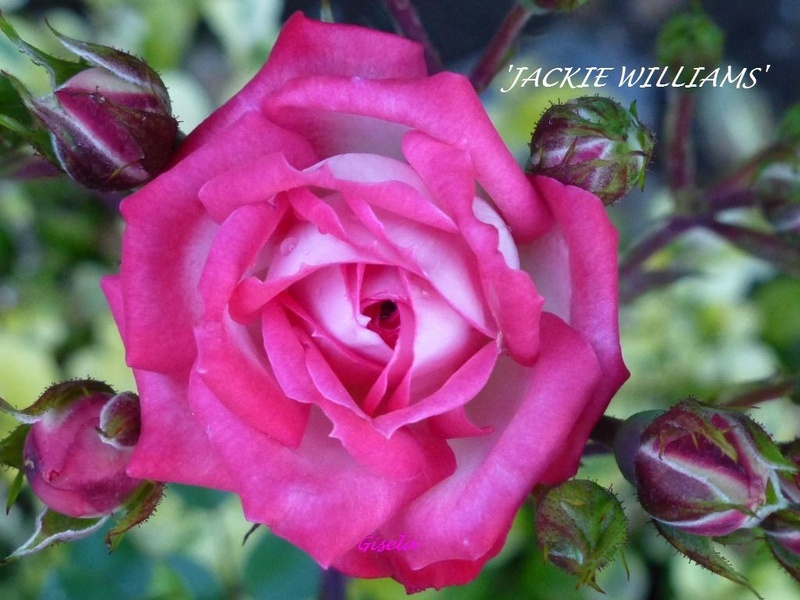 'Jacquie Williams' rose photo