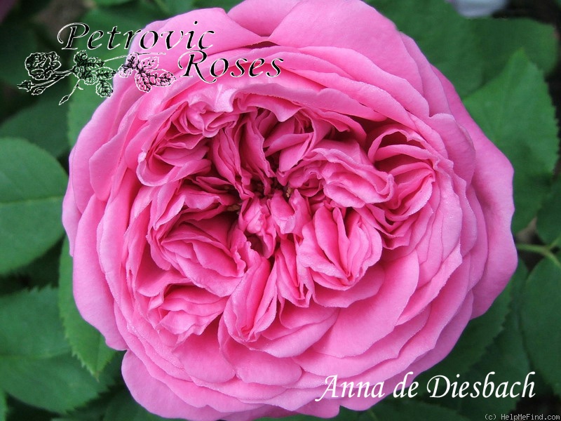 'Anna de Diesbach (hybrid perpetual, Lacharme, 1857)' rose photo