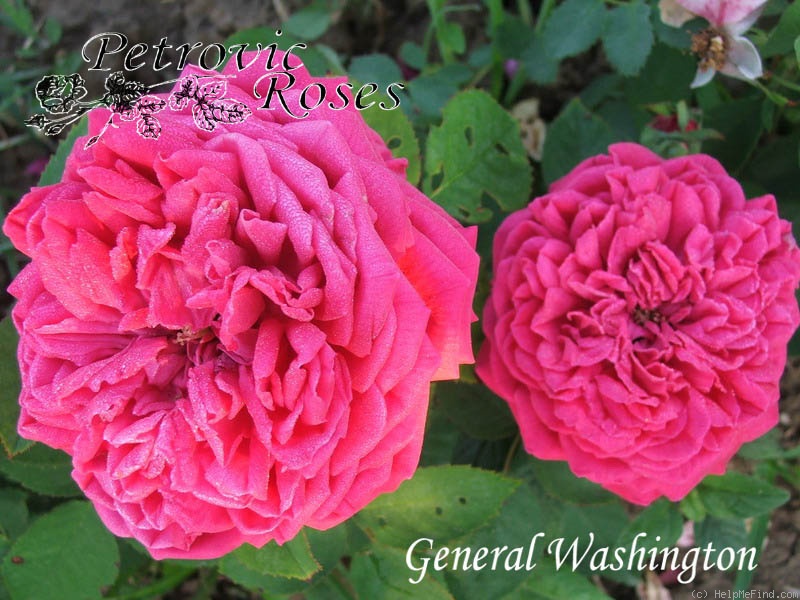 'Général Washington (hybrid perpetual, Granger, 1860)' rose photo