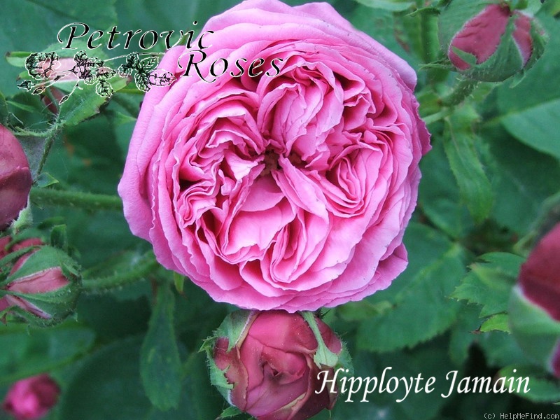 'Hippolyte Jamain (hybrid perpetual, Lacharme, 1874)' rose photo