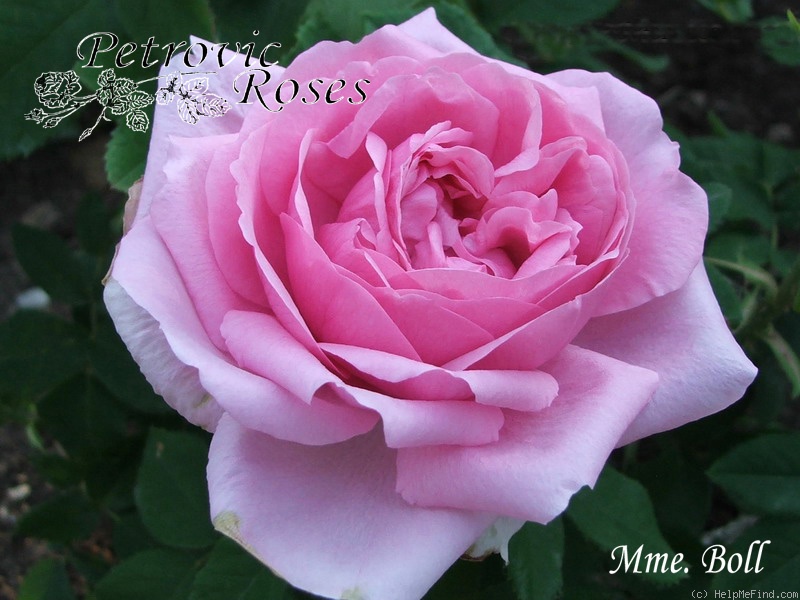 'Madame Boll' rose photo