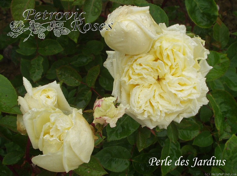 'Perle des Jardins' rose photo