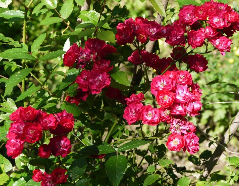 'Alberich, Cl.' rose photo