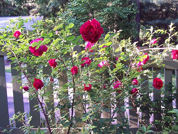 'Cuthbert Grant' rose photo