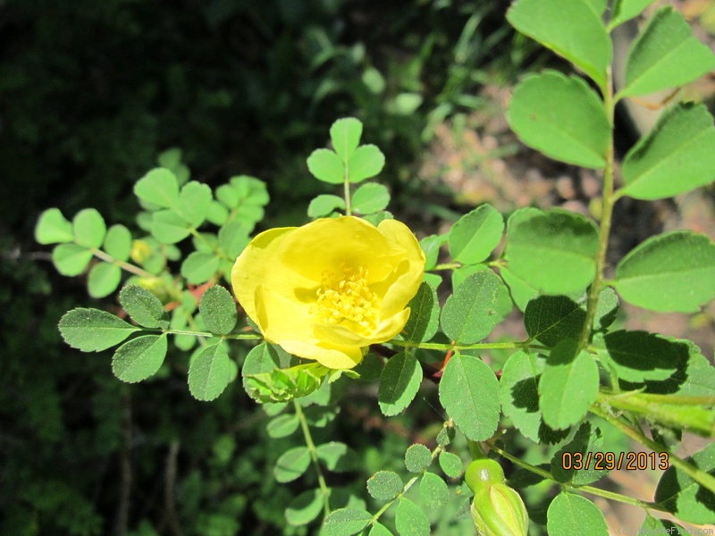 '<i>Rosa xanthina</i> f. <i>normalis</i> Rehder & E.H. Wilson' rose photo