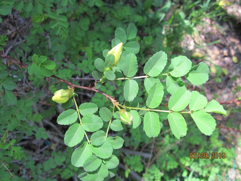 '<i>Rosa xanthina</i> f. <i>normalis</i> Rehder & E.H. Wilson' rose photo