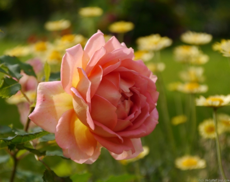 'Jubilee Celebration (shrub, Austin 2002)' rose photo
