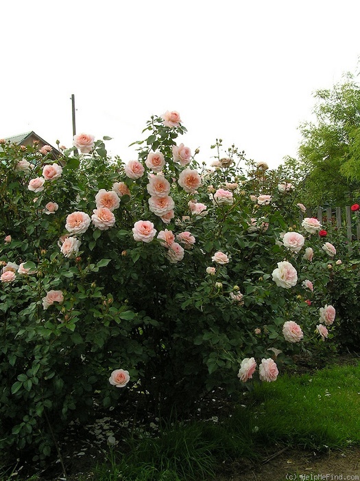 'Schloss Eutin ® Fairy Tale' rose photo