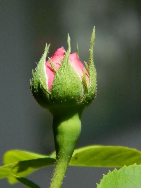 '