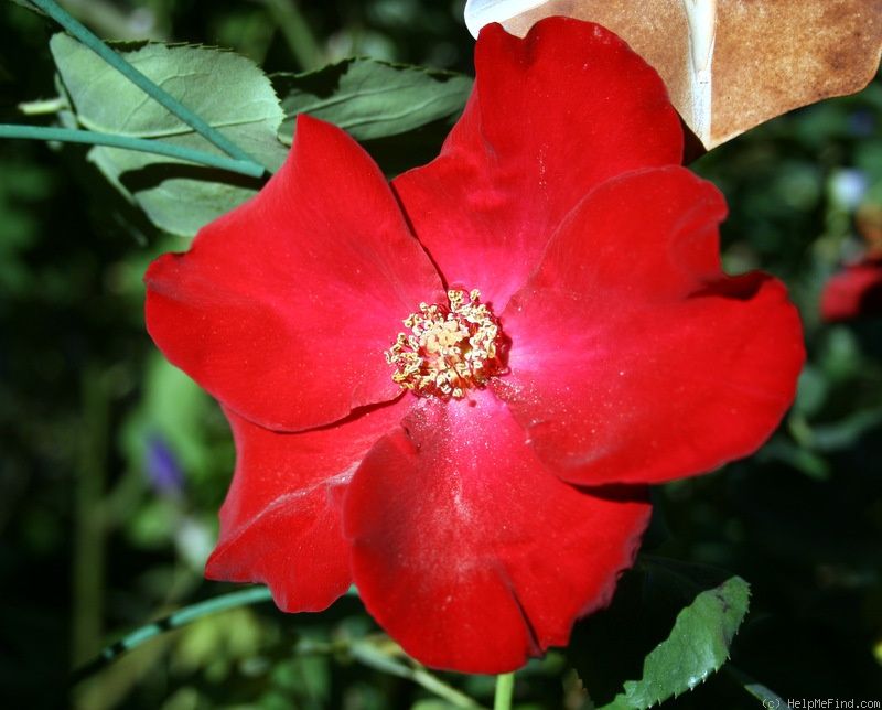 'Climbing Altissimo' rose photo