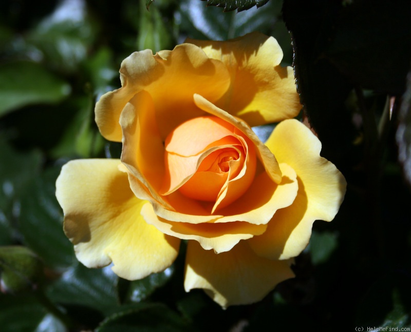 'Amber Queen ® (floribunda, Harkness before 1981)' rose photo
