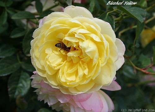 'Blushed Yellow' rose photo