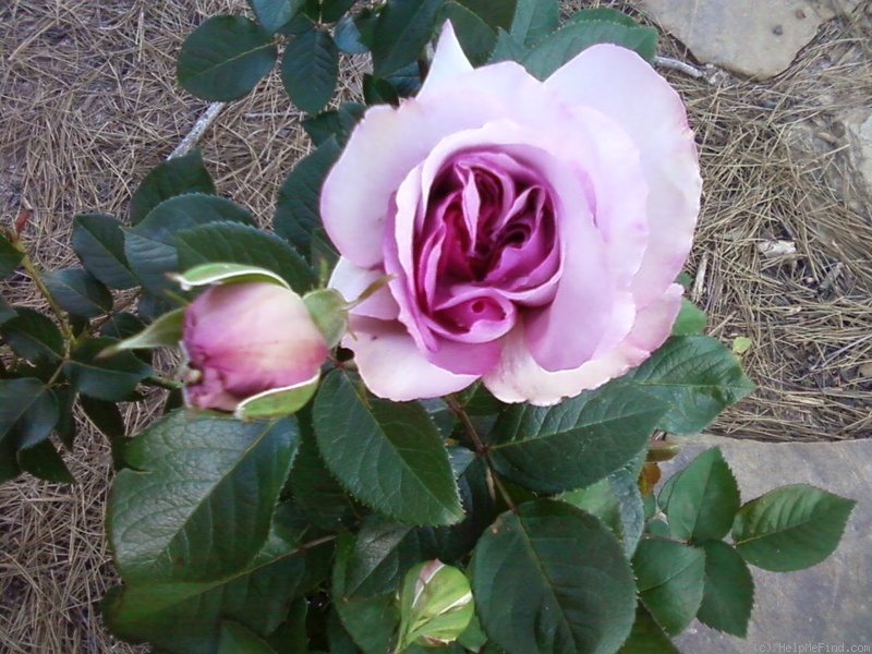'Love Song (floribunda, Carruth 2011)' rose photo