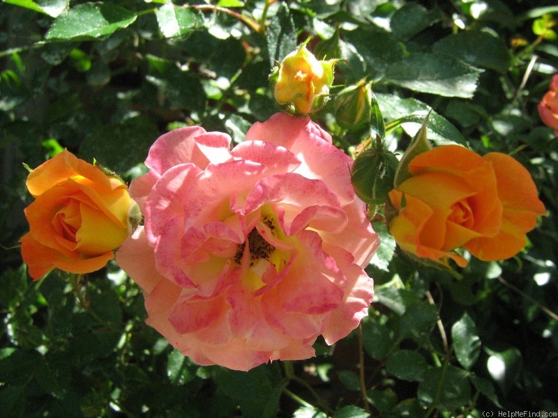'Rainbow's End ™' rose photo