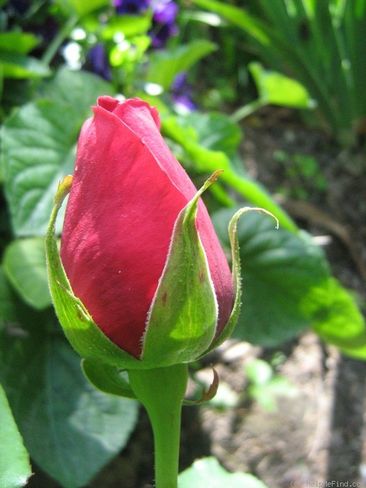 'Chrysler Imperial, Cl.' rose photo